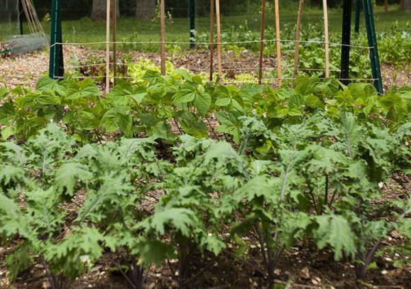 Toxic Organic Gardening - Leah M. Webb